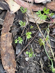 Xanthosia dissecta