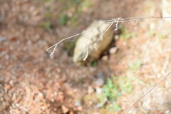 Limonium soboliferum