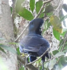 Cephalopterus ornatus