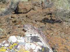 Phrynosoma platyrhinos