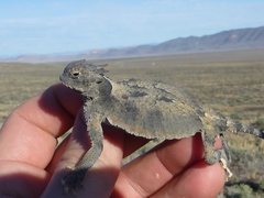 Phrynosoma platyrhinos