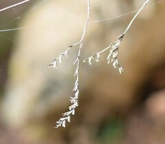 Limonium soboliferum