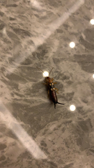 Forficula smyrnensis