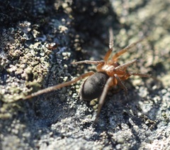 Mesiotelus