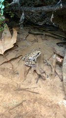 Pelophylax bedriagae