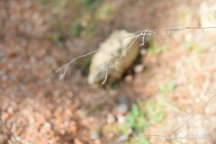 Limonium soboliferum