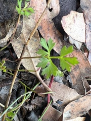 Xanthosia dissecta