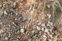 Limonium soboliferum