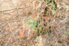 Limonium soboliferum