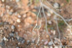 Limonium soboliferum