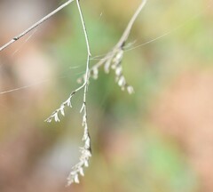 Limonium soboliferum