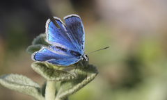 Polyommatus sigberti
