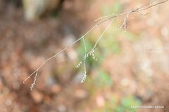 Limonium soboliferum