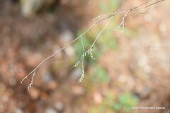 Limonium soboliferum