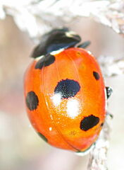 Coccinella