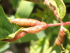 Contarinia negundinis