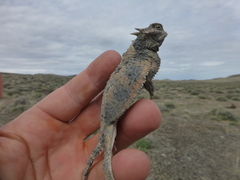 Phrynosoma platyrhinos