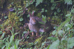 Sylvilagus andinus