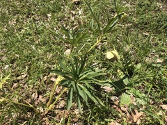 Helleborus multifidus