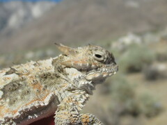 Phrynosoma platyrhinos