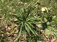 Helleborus multifidus