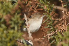 Prinia gracilis