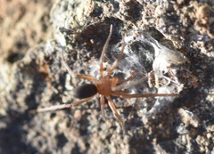 Mesiotelus