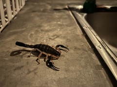 Centruroides fulvipes