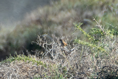 Curruca conspicillata