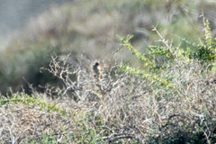 Curruca conspicillata