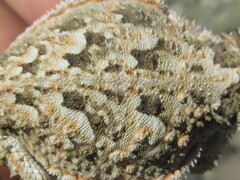 Phrynosoma platyrhinos