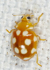 Vibidia duodecimguttata