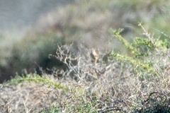 Curruca conspicillata