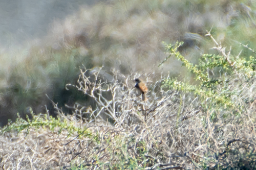Curruca tomillera (Curruca conspicillata)