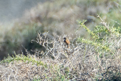 Curruca conspicillata