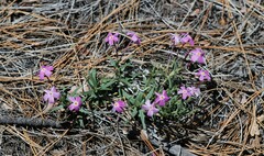 Phlox dolichantha