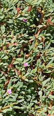 Xylocopa darwini