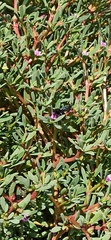 Xylocopa darwini