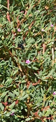 Xylocopa darwini