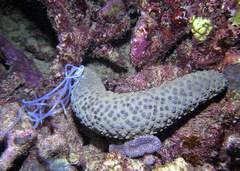 Holothuria turriscelsa