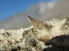 Phrynosoma platyrhinos