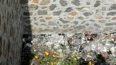 Pituophis deppei deppei