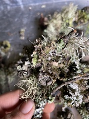 Tuckermanopsis chlorophylla