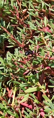 Xylocopa darwini