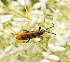 Stenoderus suturalis