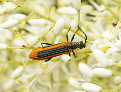 Stenoderus suturalis