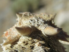 Phrynosoma platyrhinos