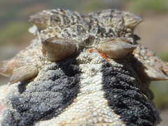 Phrynosoma platyrhinos