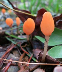 Mitrula lunulatospora