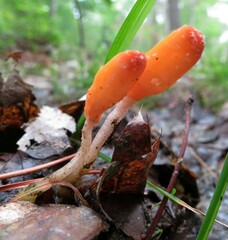 Mitrula lunulatospora